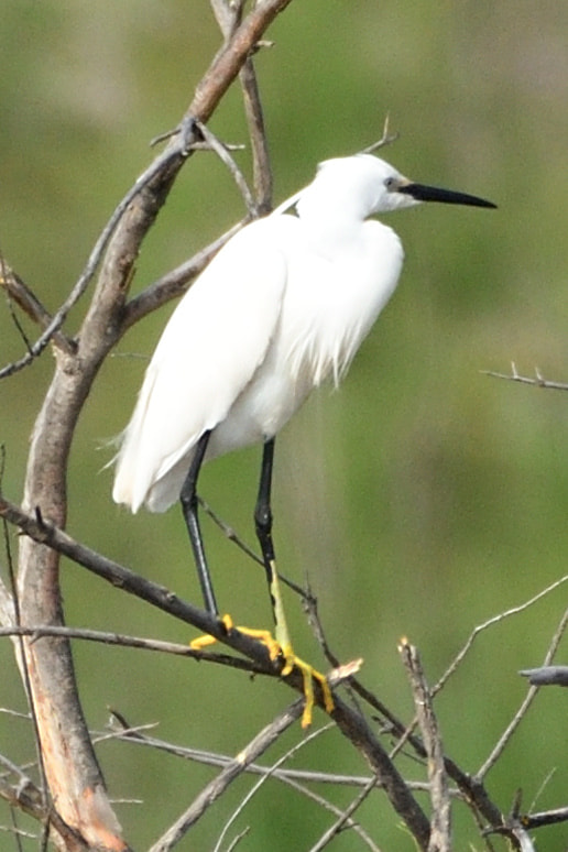 Nikon AF-S Nikkor 200-500mm F5.6E ED VR sample photo. Garceta común photography