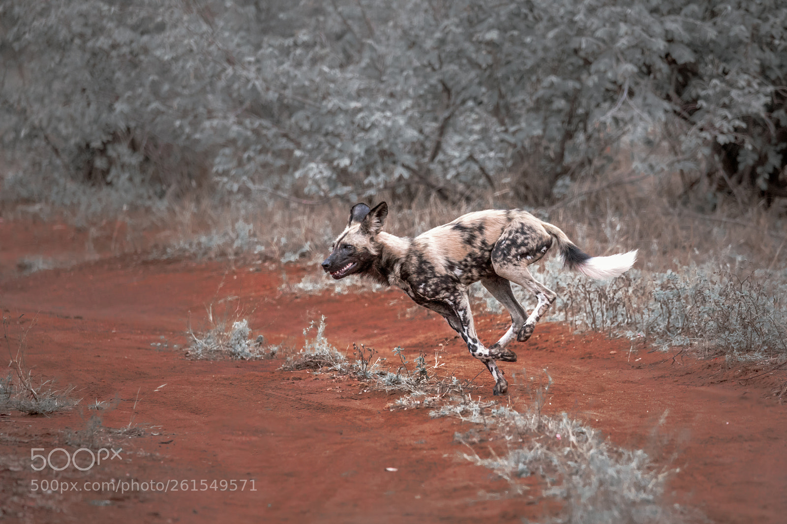Canon EOS 5D Mark IV sample photo. Playful dog photography