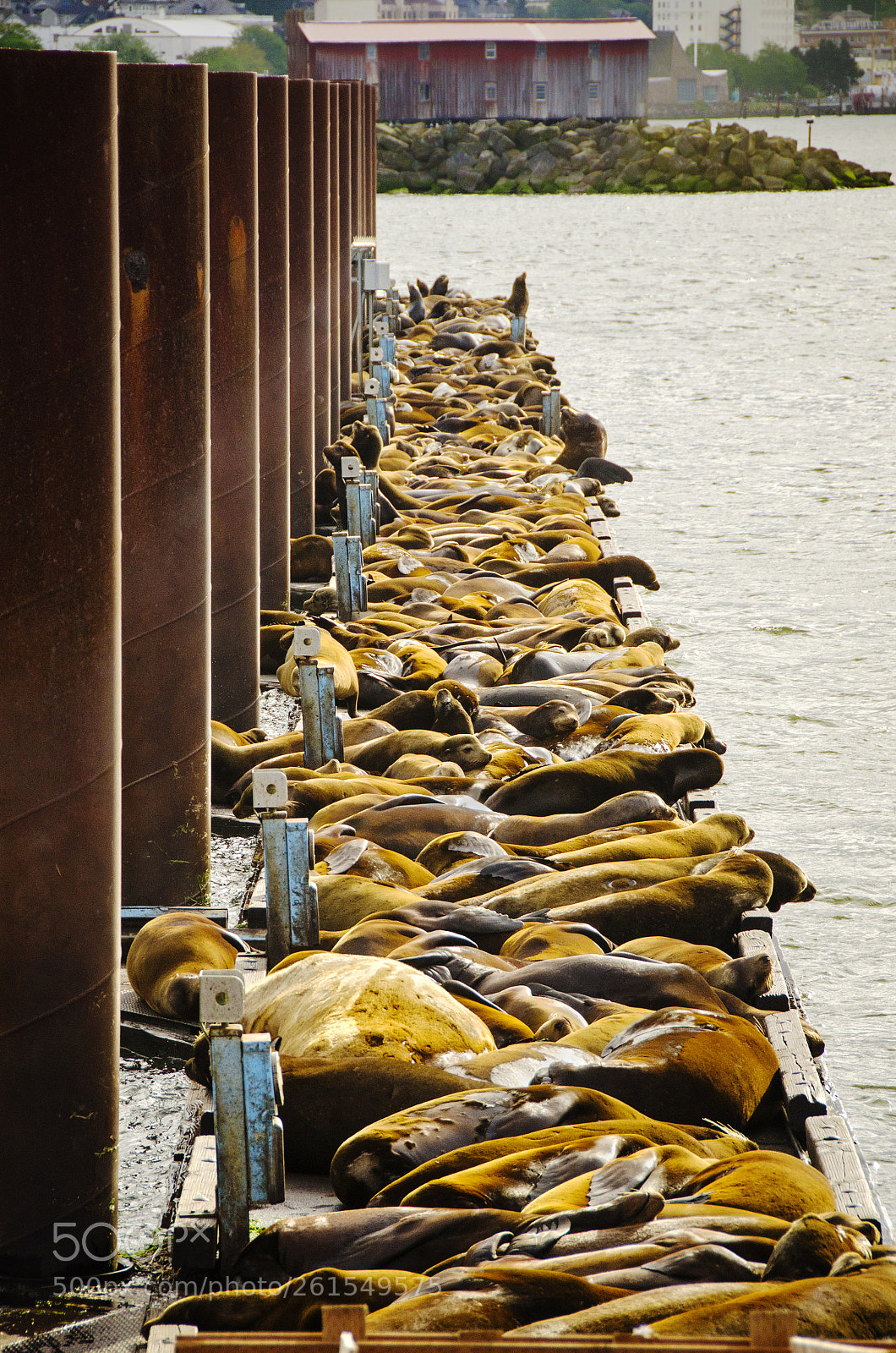 Nikon D7000 sample photo. Unmated sea lions, marina photography