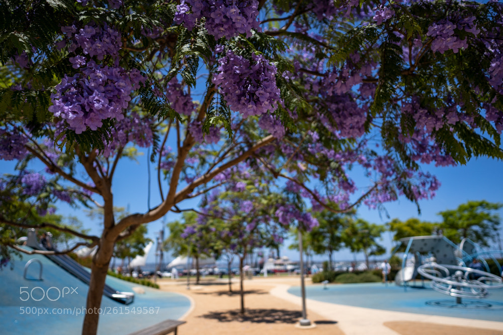Sony a7 III sample photo. Jacaranda bloom photography