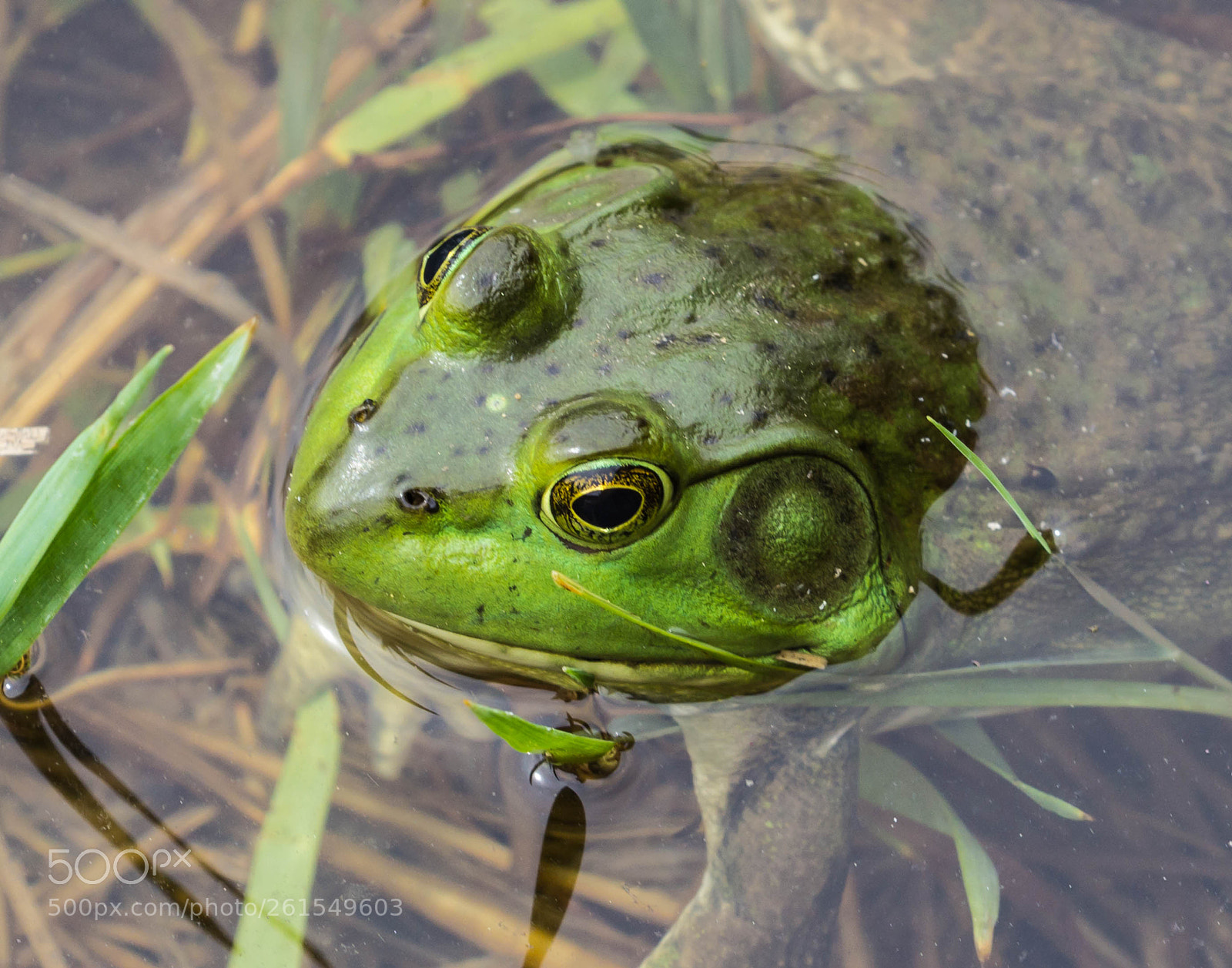 Canon EOS 600D (Rebel EOS T3i / EOS Kiss X5) sample photo. Green bull frog photography