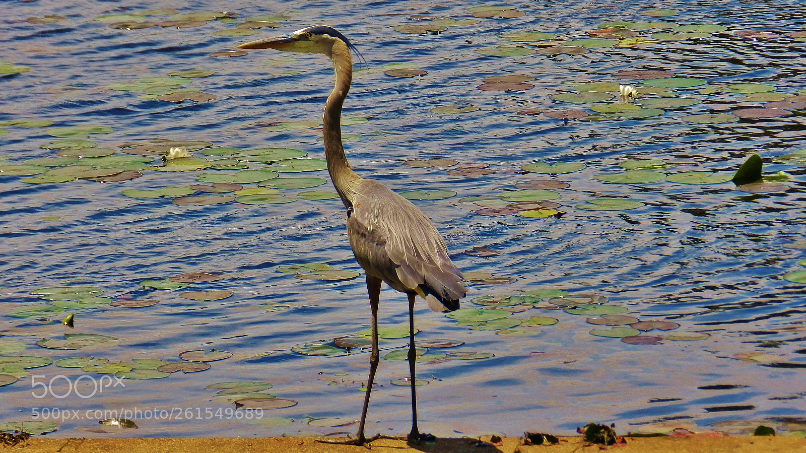 Nikon Coolpix P500 sample photo. Great blue heron with photography