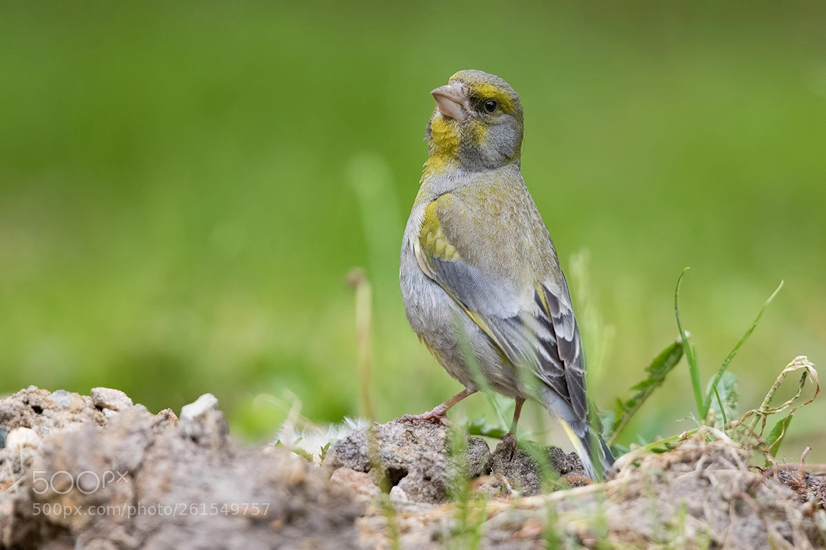 Canon EOS 7D Mark II sample photo. Img photography