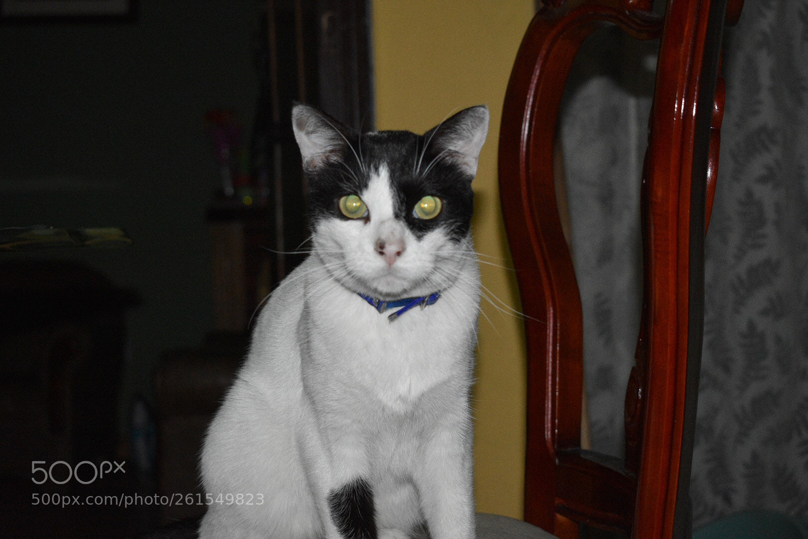 Nikon D3400 sample photo. Gato feliz  photography