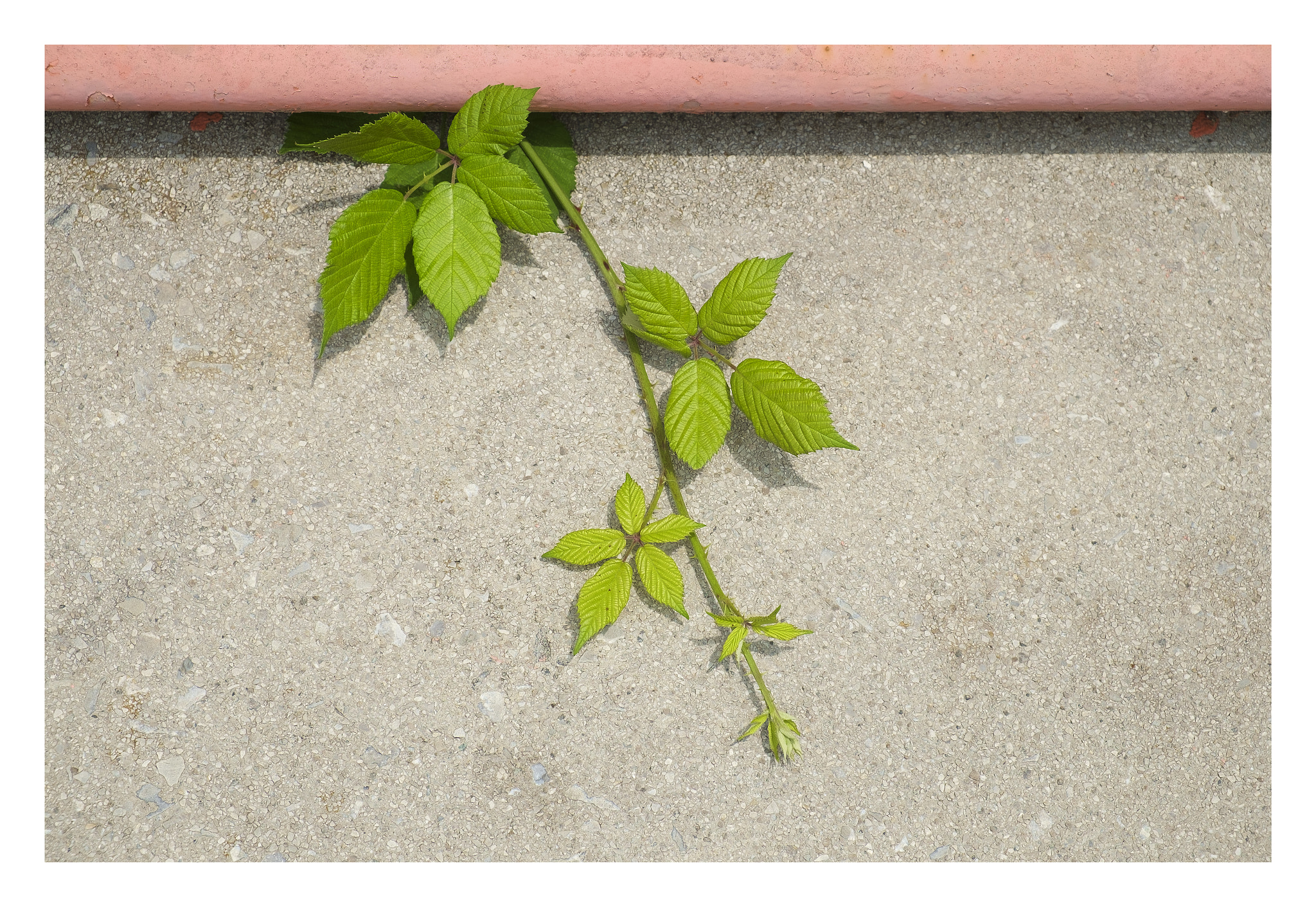 Fujifilm X-E1 sample photo. The leaves ... photography