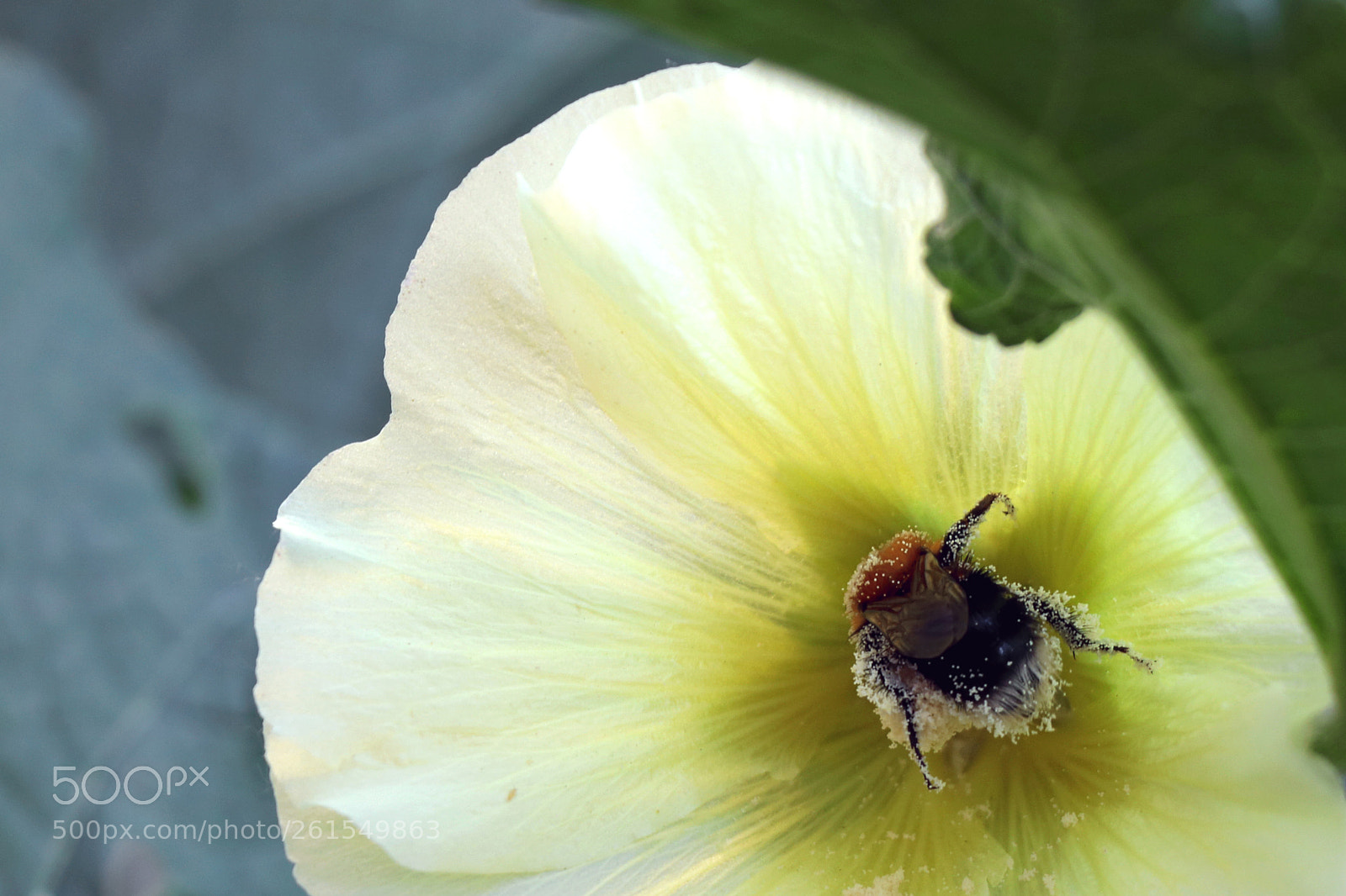 Canon EOS 750D (EOS Rebel T6i / EOS Kiss X8i) sample photo. Bumblebee on the mallow photography