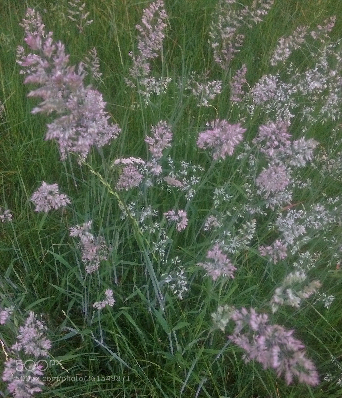 Apple iPhone 5s sample photo. Wild flowers photography
