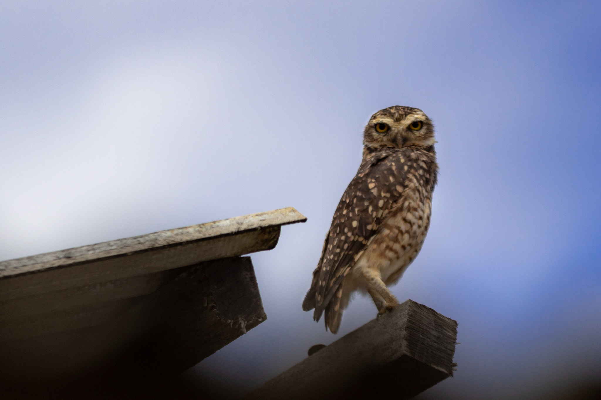 Canon EOS 700D (EOS Rebel T5i / EOS Kiss X7i) sample photo. Owl my god! photography