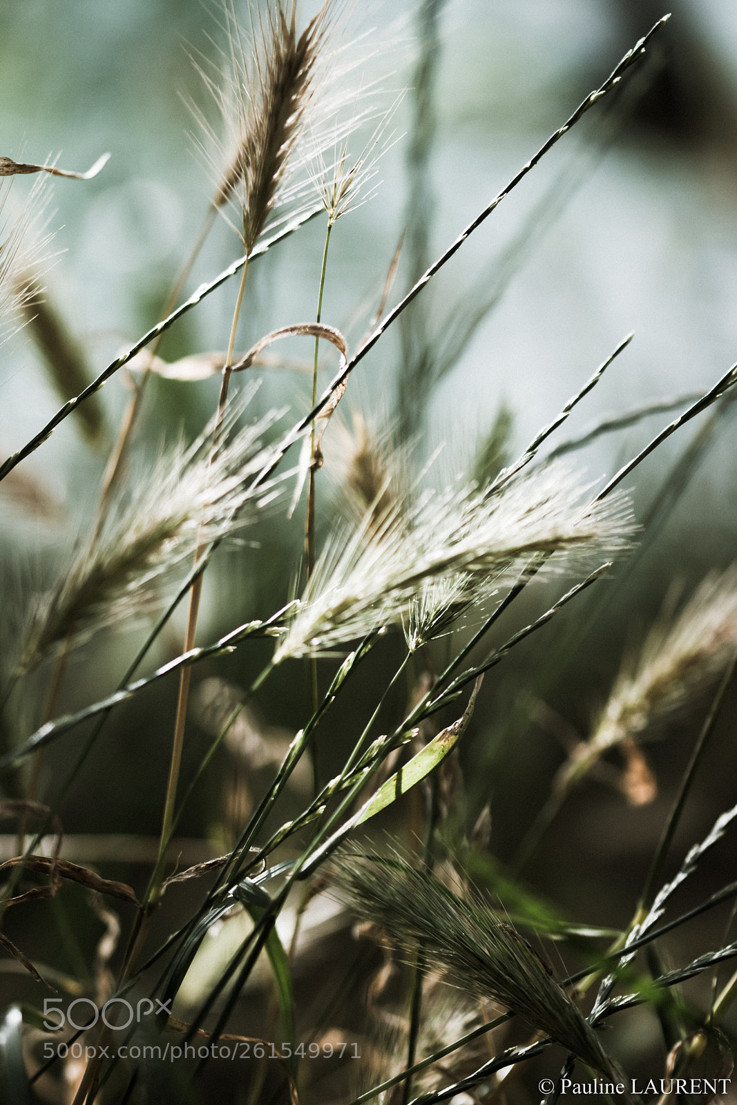 Nikon D7200 sample photo. En balade dans les photography