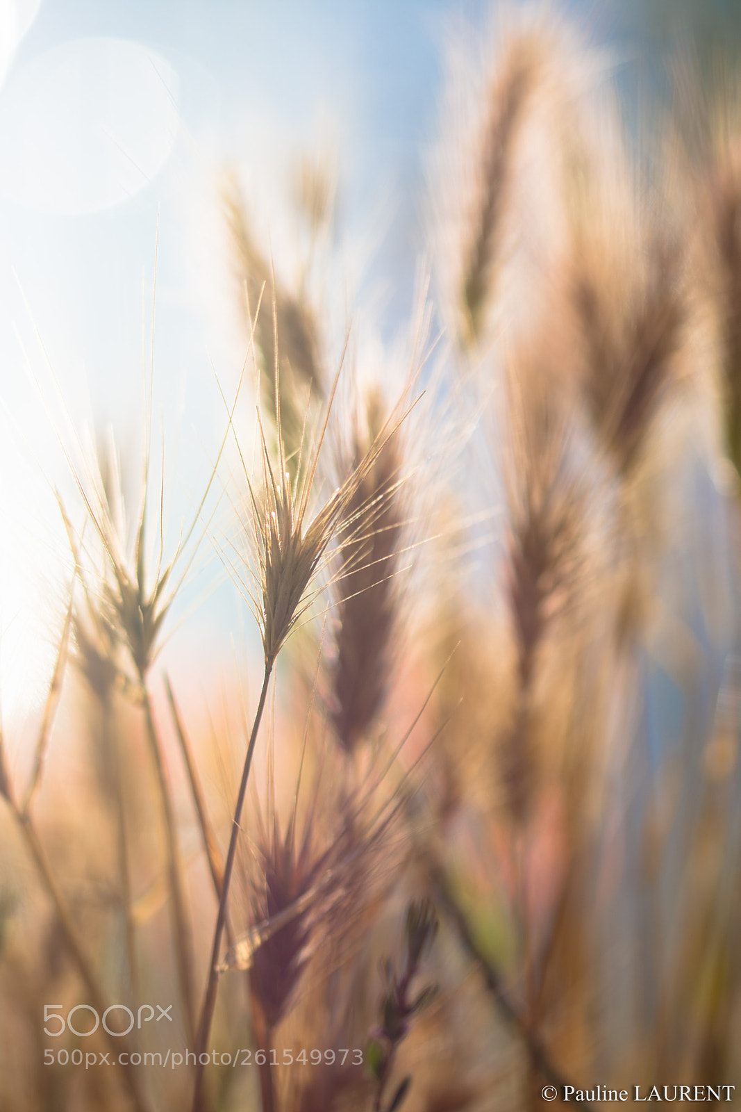 Nikon D7200 sample photo. En balade dans les photography