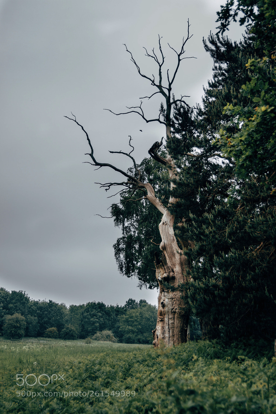 Canon EOS 600D (Rebel EOS T3i / EOS Kiss X5) sample photo. Scars of nature photography