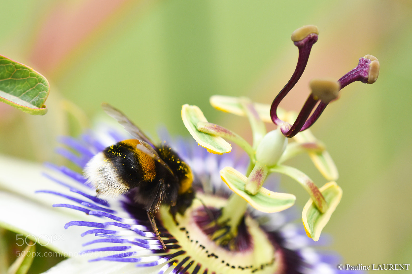 Nikon D7200 sample photo. En balade dans les photography