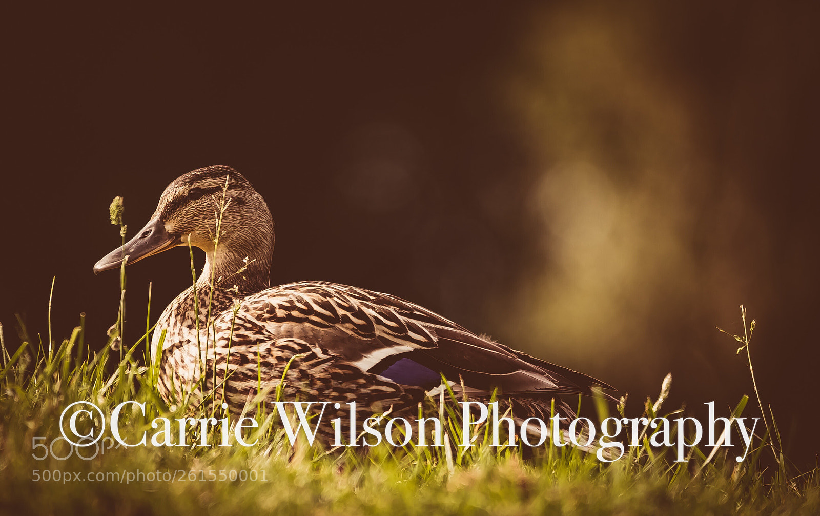 Nikon D750 sample photo. Little miss mallard  photography