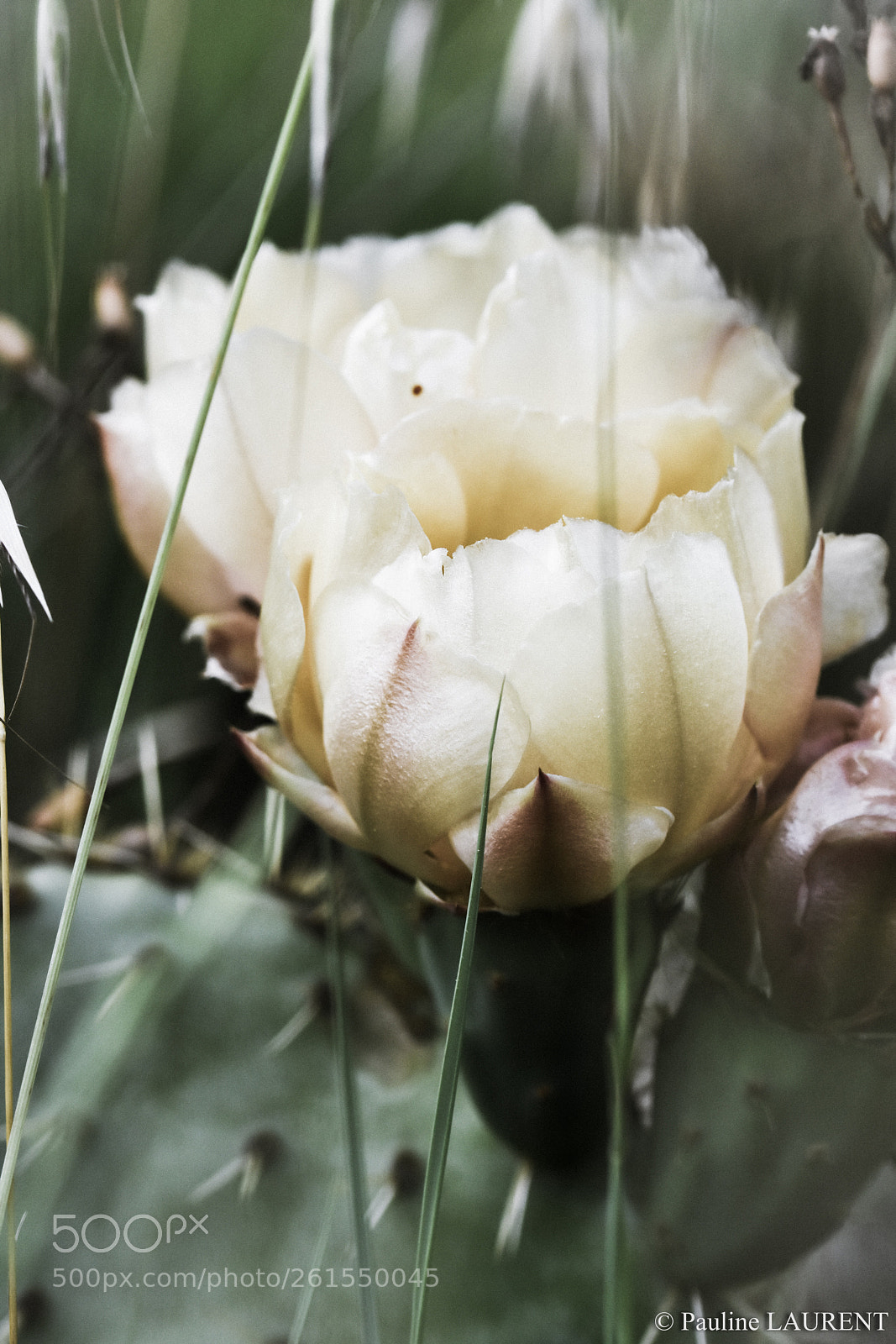 Nikon D7200 sample photo. En balade dans les photography