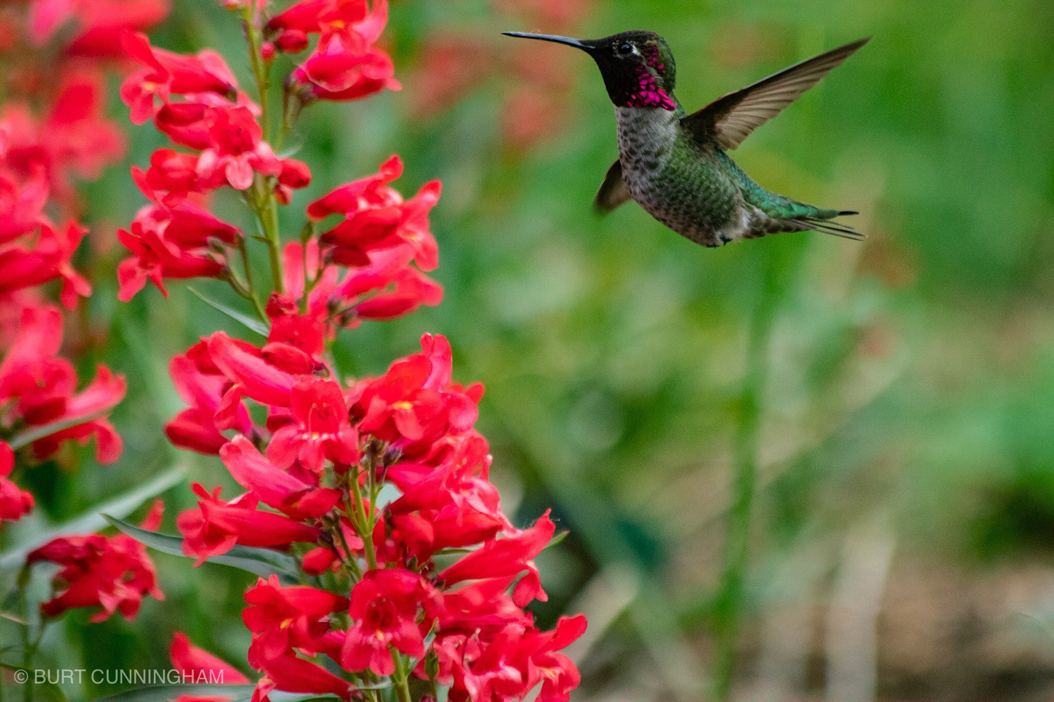 Canon EOS M5 sample photo. Anna’s hummingbird 1 photography