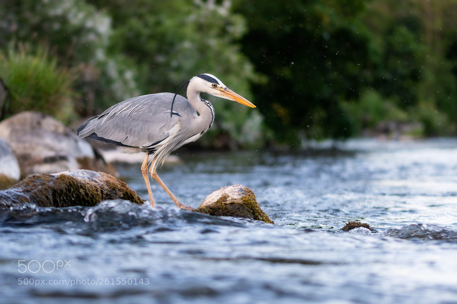 Nikon D7500 sample photo. Heron photography