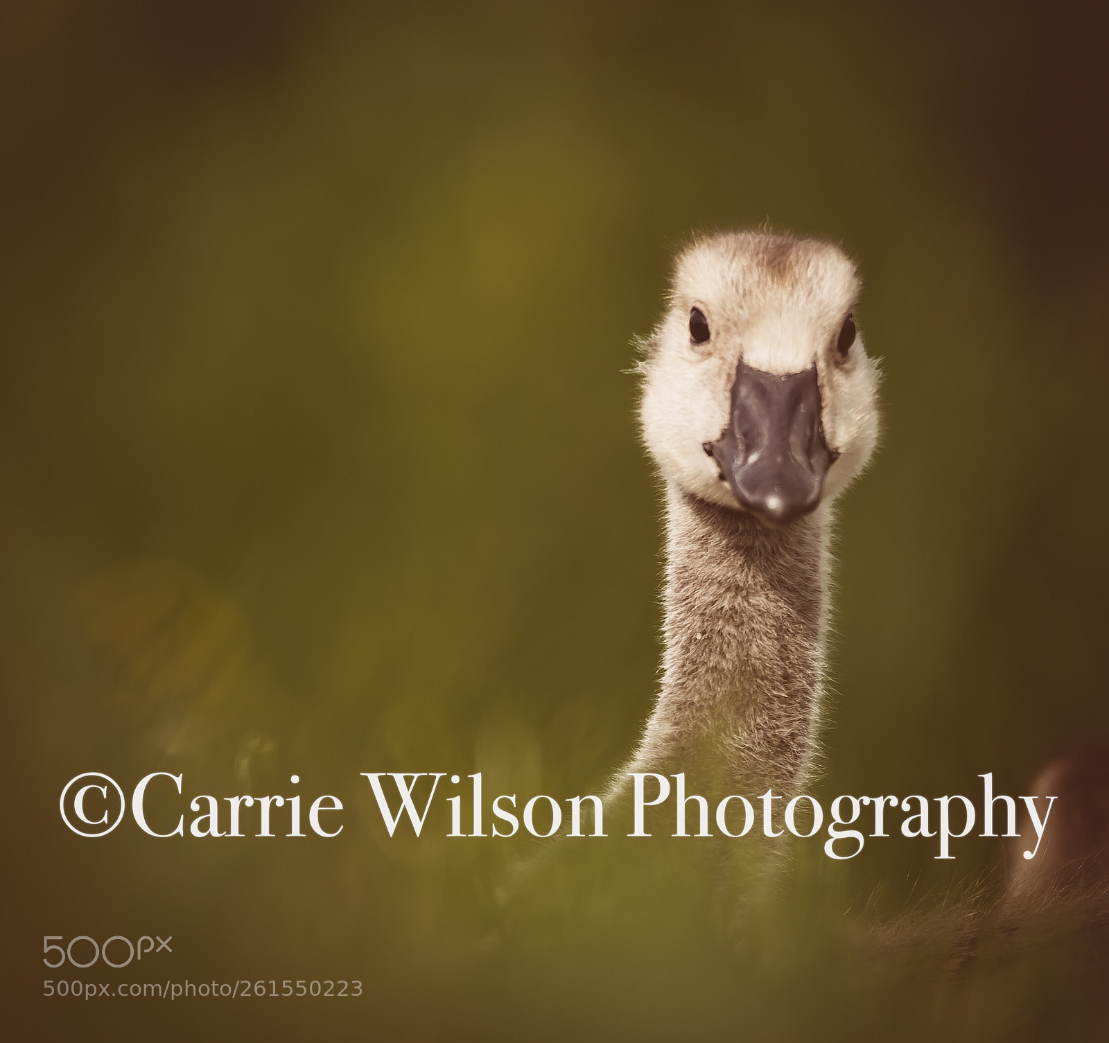 Nikon D750 sample photo. Peepin gosling photography