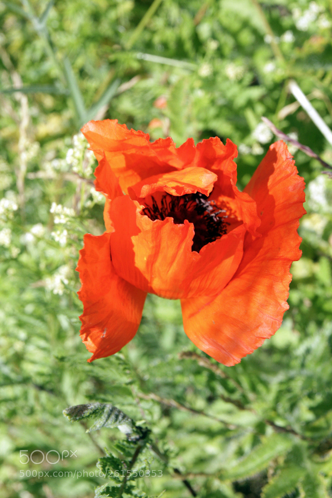 Canon EOS 7D sample photo. Poppy photography