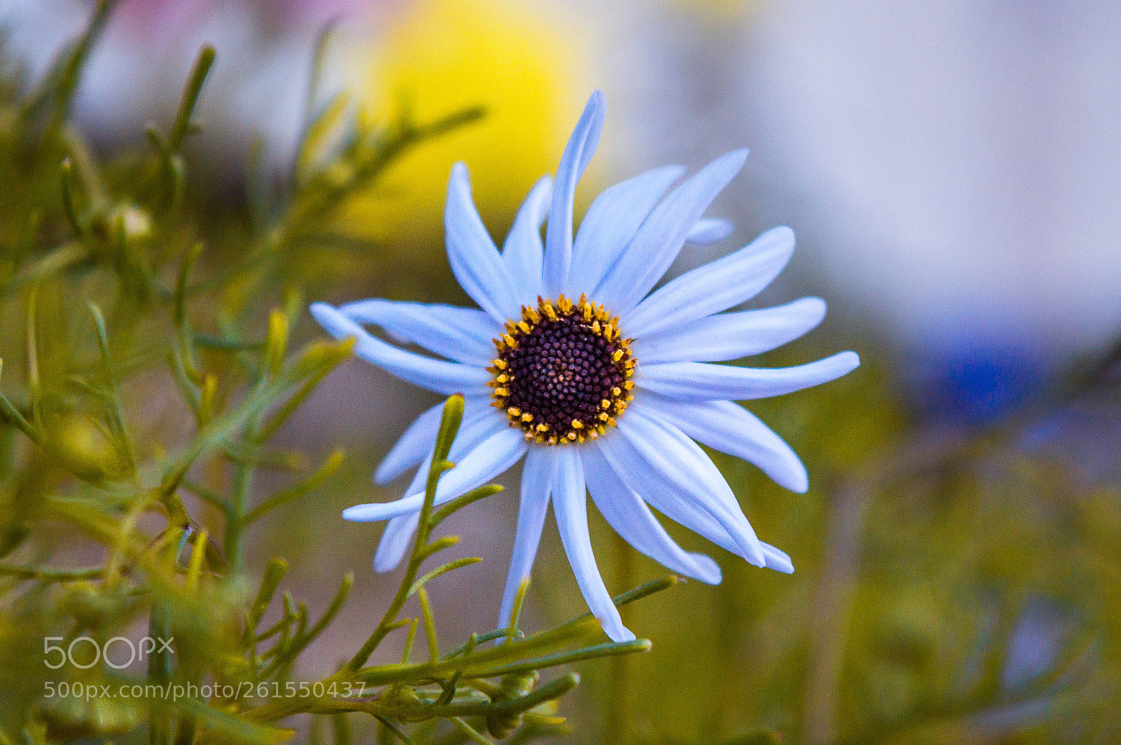 Nikon D3200 sample photo. White flower photography
