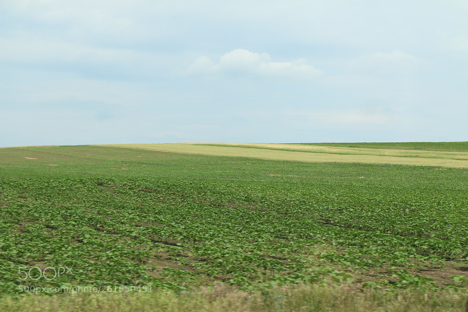 Canon EOS 70D sample photo. поля-поля photography