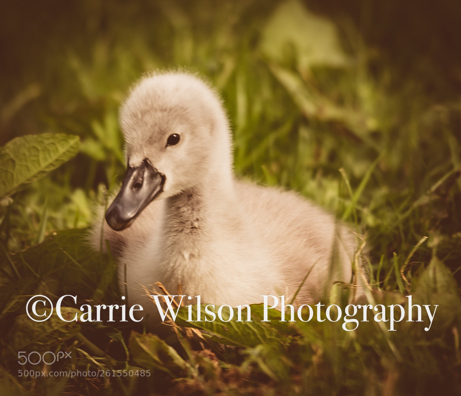 Nikon D750 sample photo. Little bundle of fluffiness  photography