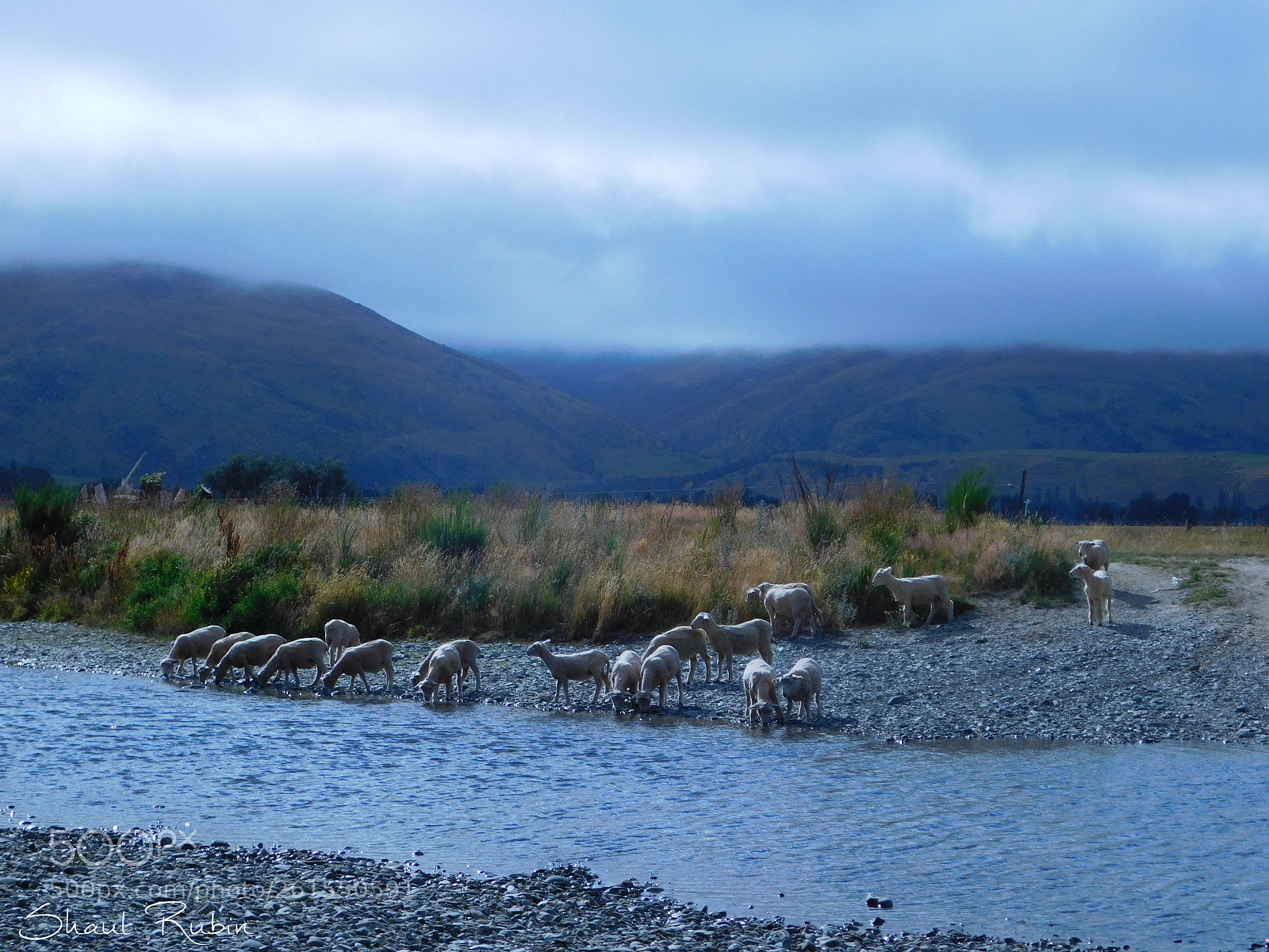 Nikon Coolpix L840 sample photo. Sheep on riverbank photography