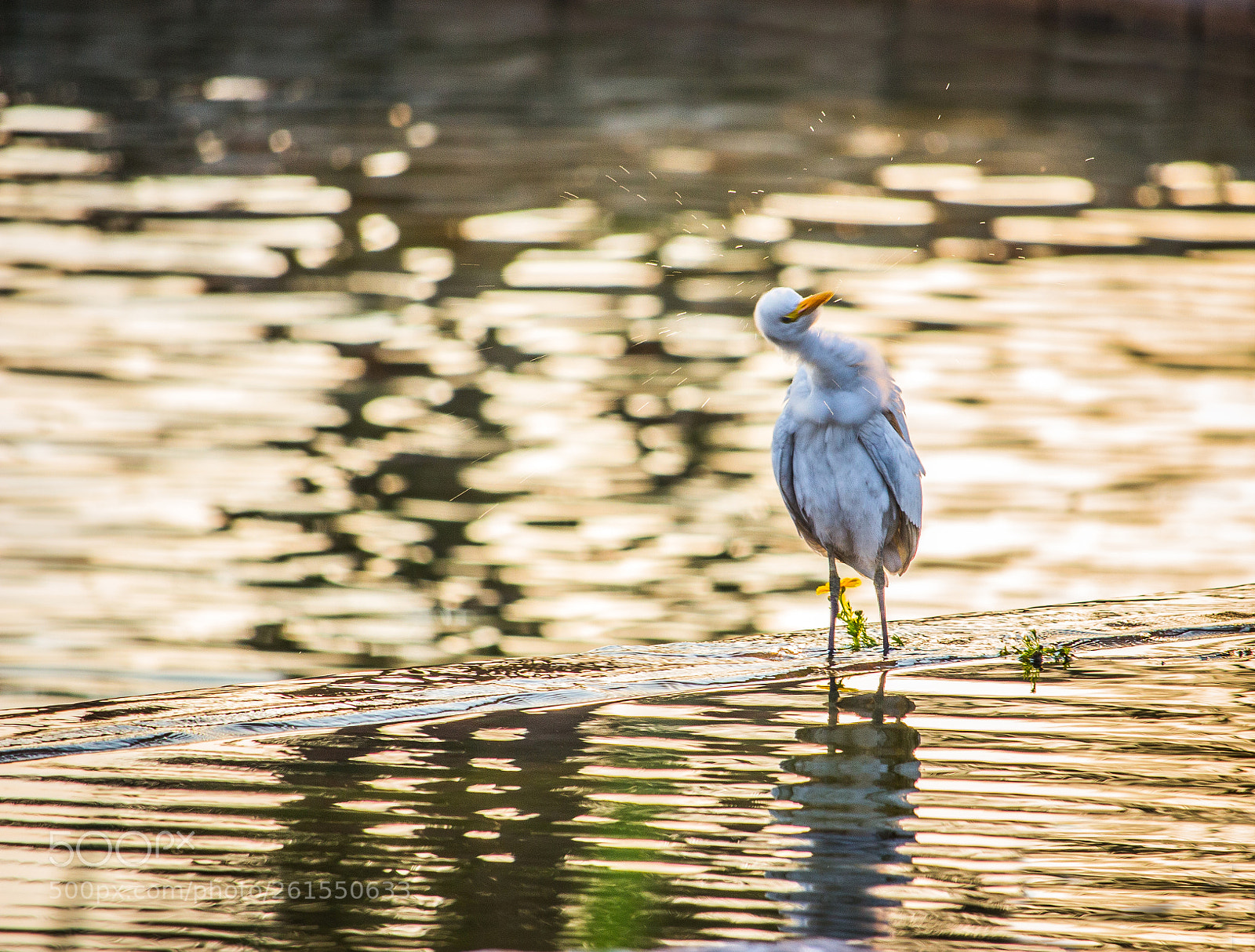 Canon EOS 700D (EOS Rebel T5i / EOS Kiss X7i) sample photo. A bird photography