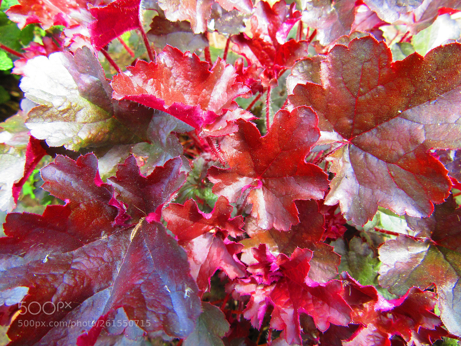 Canon PowerShot SX610 HS sample photo. Red leaves photography