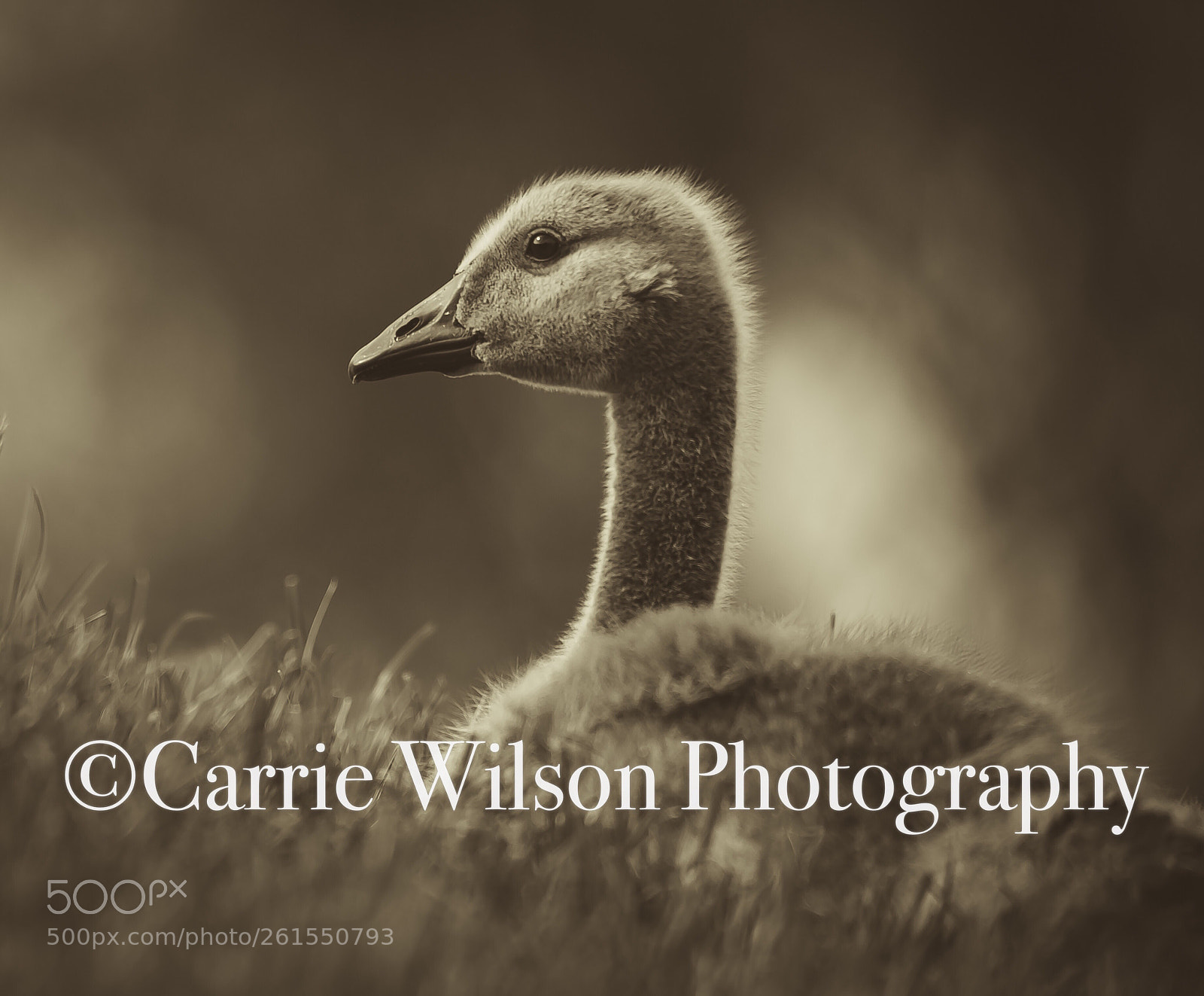 Nikon D750 sample photo. Gosling portrait photography