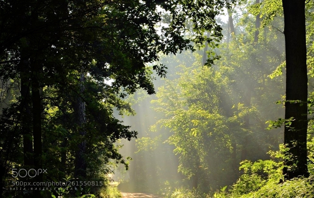 Nikon D5100 sample photo. Morning in the forest... photography