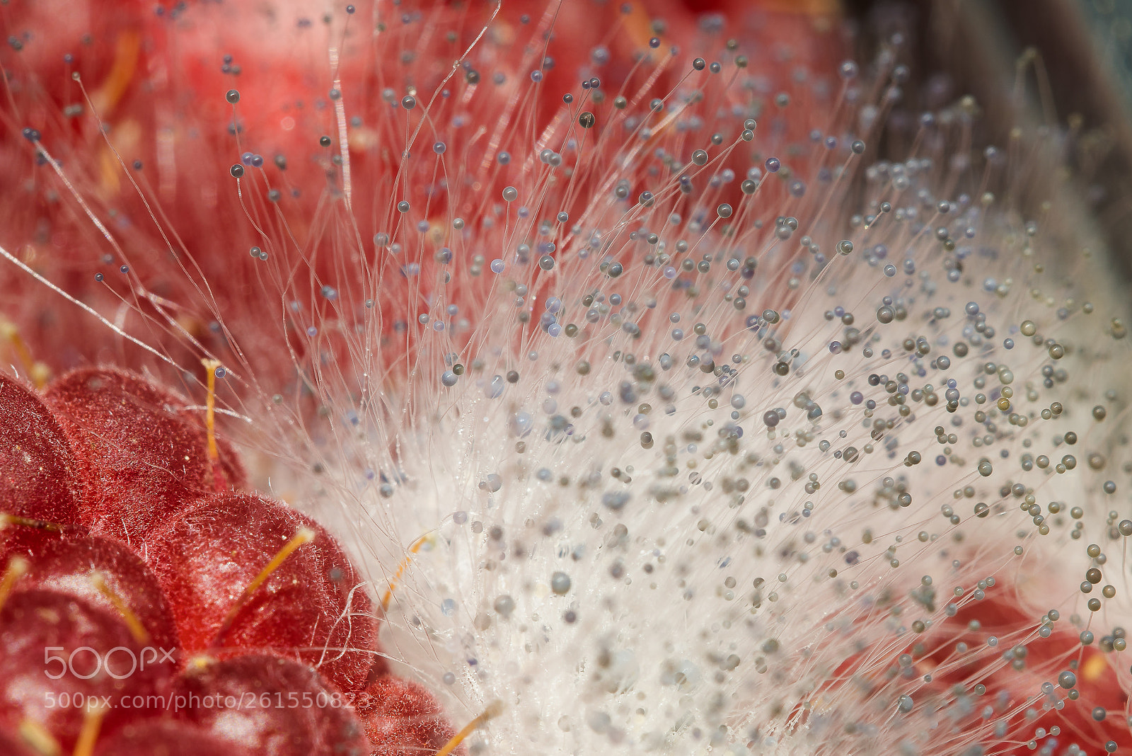 Sony a7R III sample photo. Raspberry mold photography