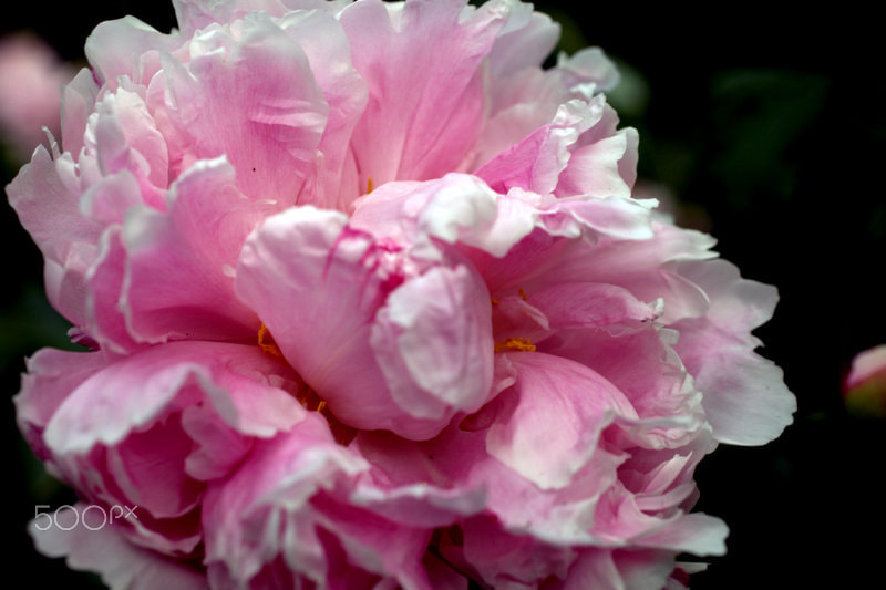 Canon EOS 5D Mark II sample photo. A flower in the garden photography