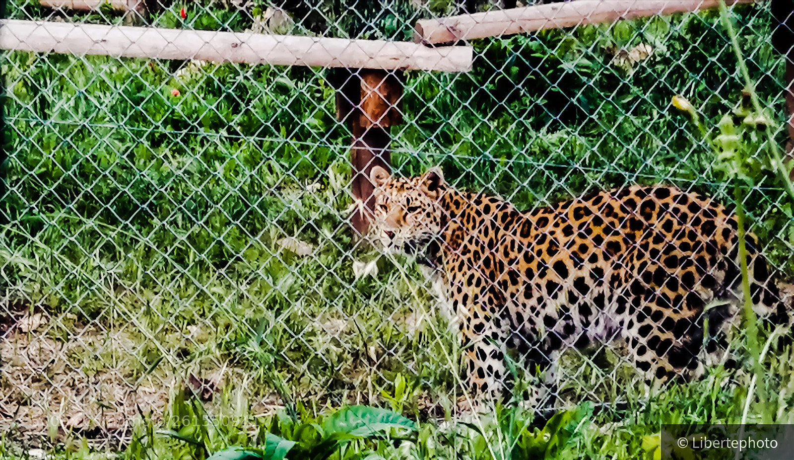 HUAWEI P10 sample photo. Léopard  photography