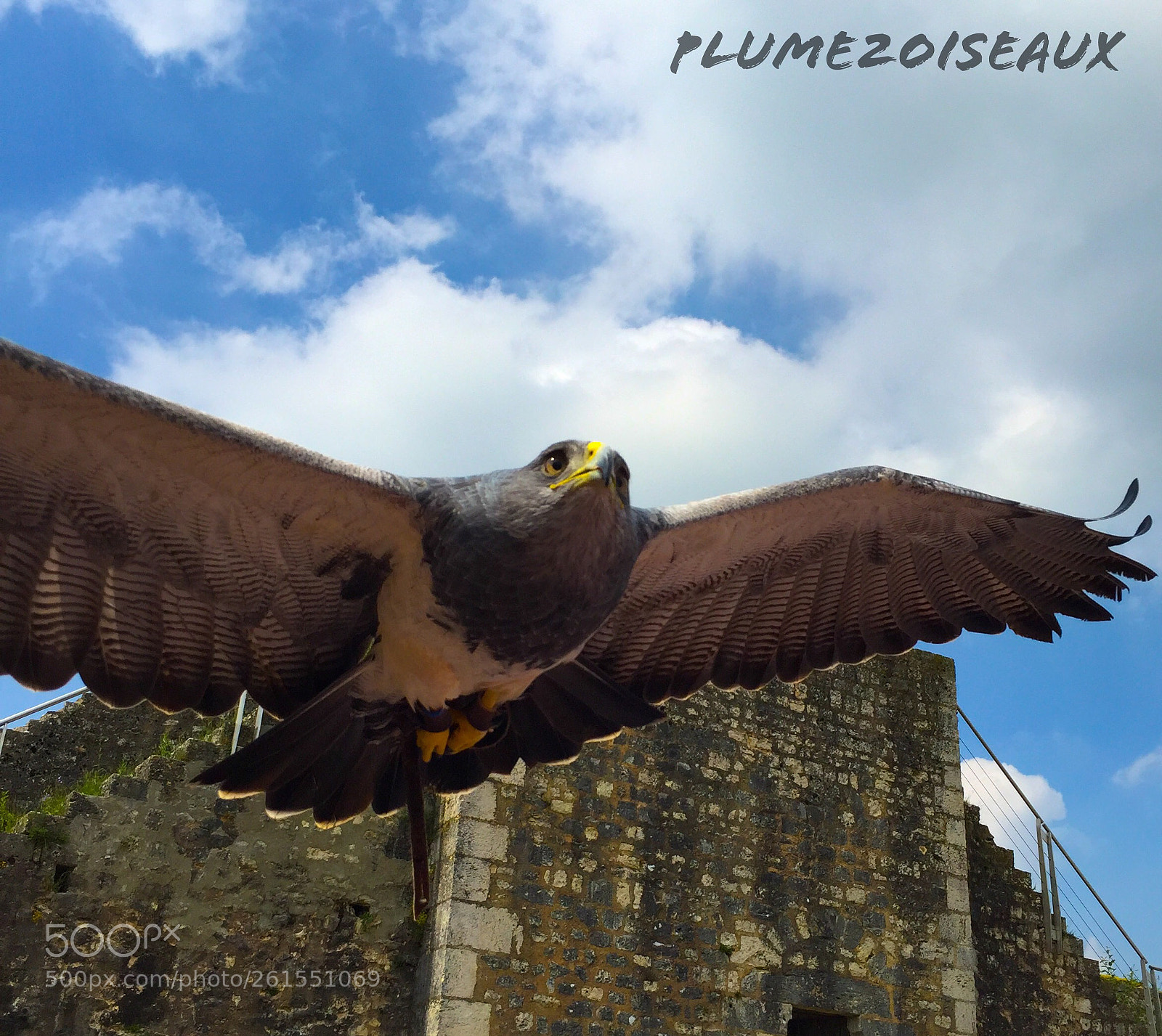 Apple iPhone 6 sample photo. L’aigle ! photography