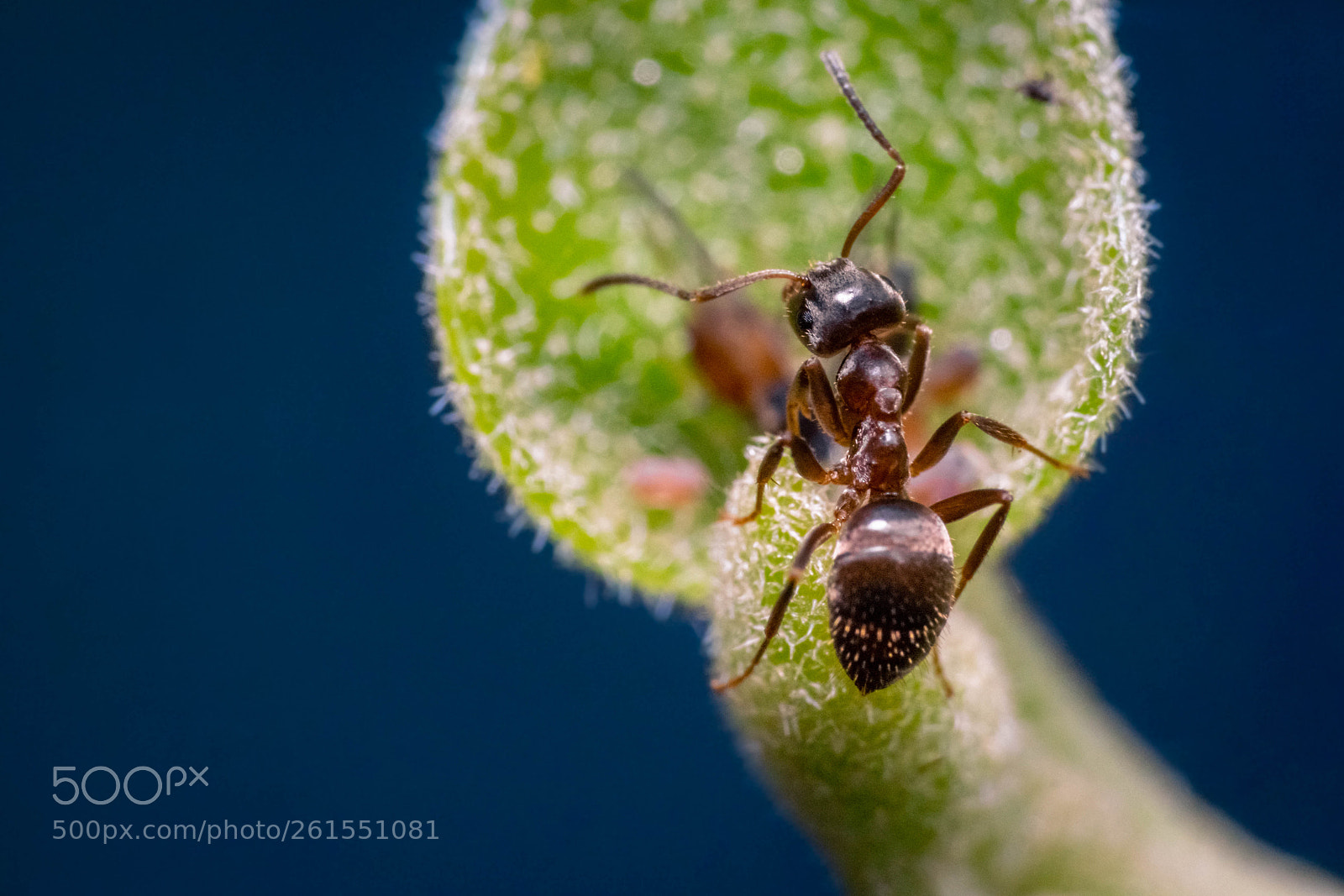 Sony a6000 sample photo. Ant photography