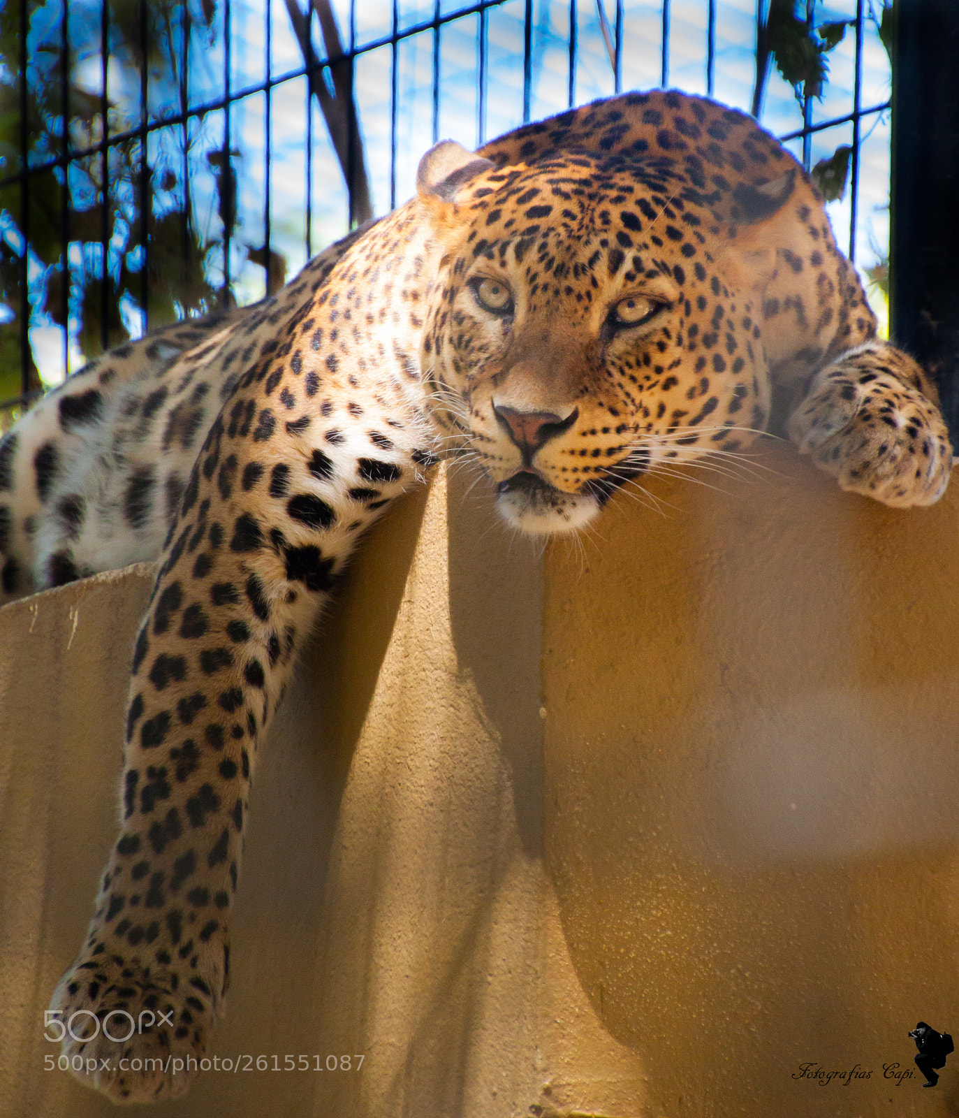 Canon EOS 500D (EOS Rebel T1i / EOS Kiss X3) sample photo. Leopardo photography