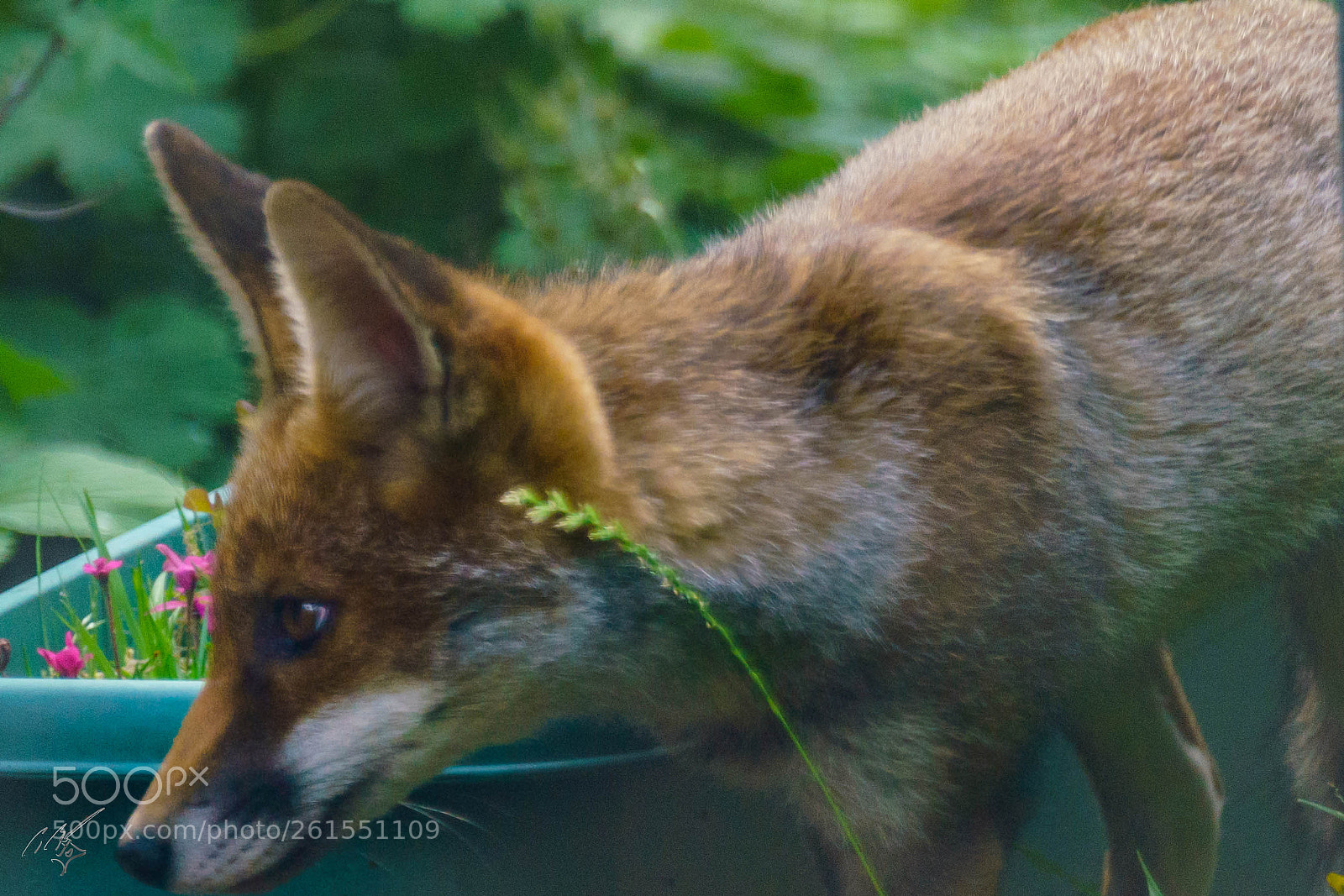 Sony a7R II sample photo. Foxes family photography
