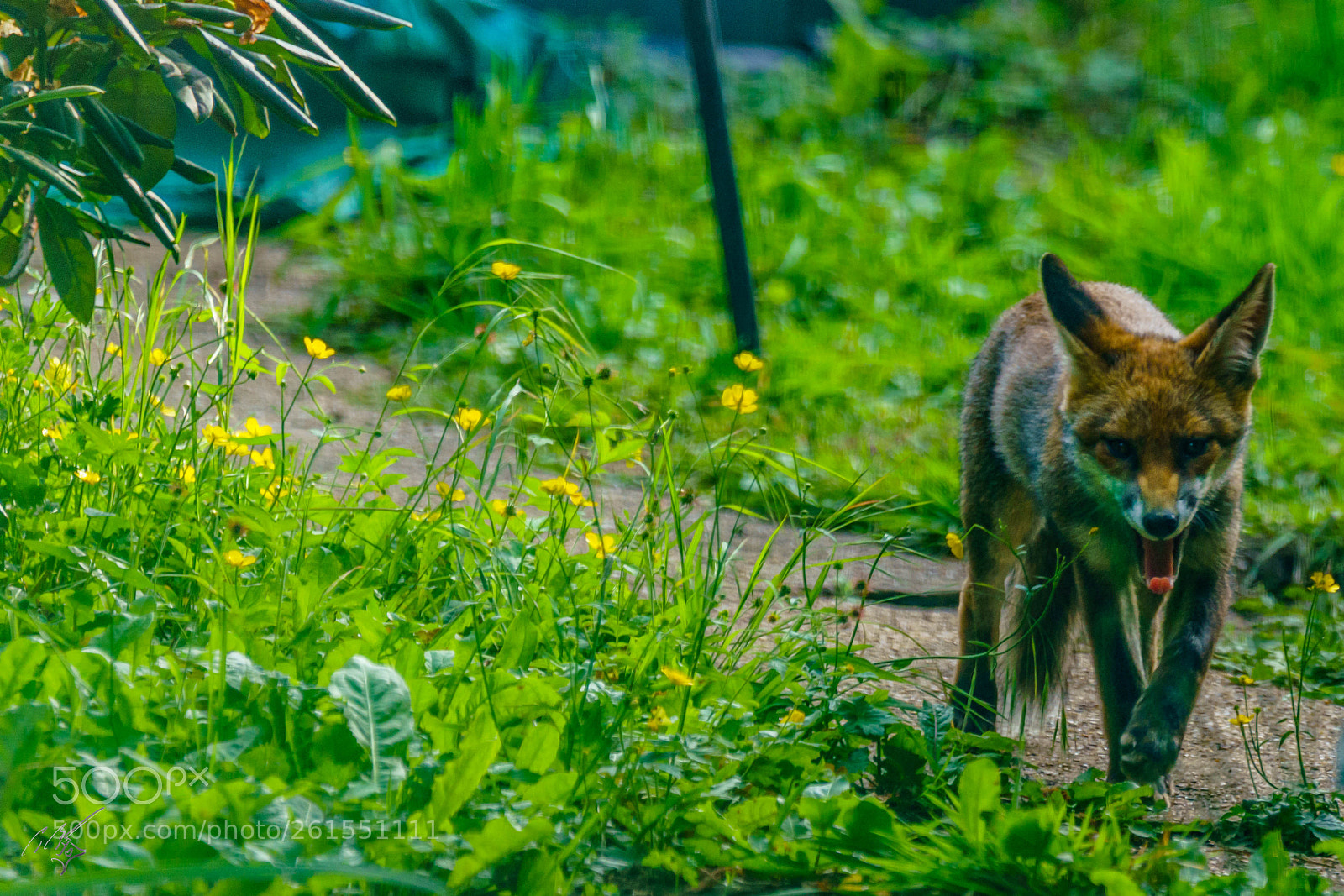 Sony a7R II sample photo. Foxes family photography