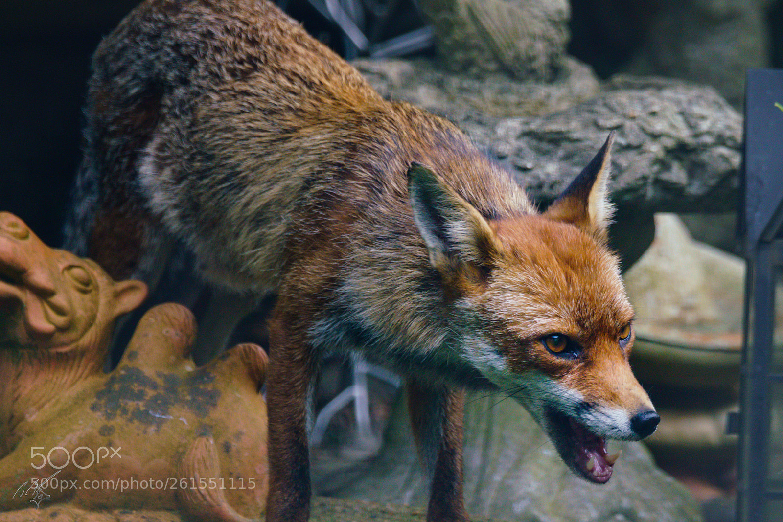 Sony a7R II sample photo. Foxes family photography