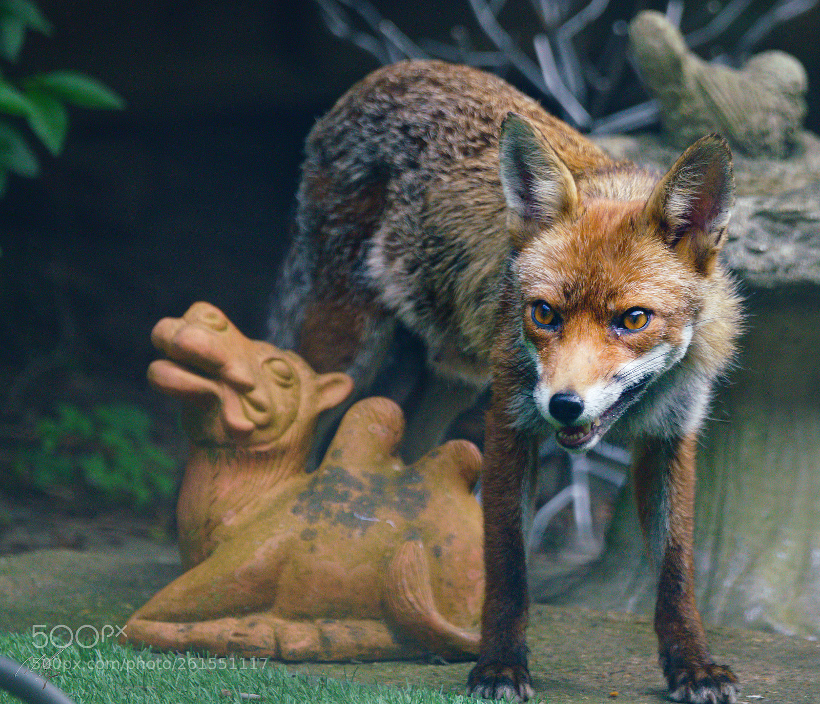 Sony a7R II sample photo. Foxes family photography
