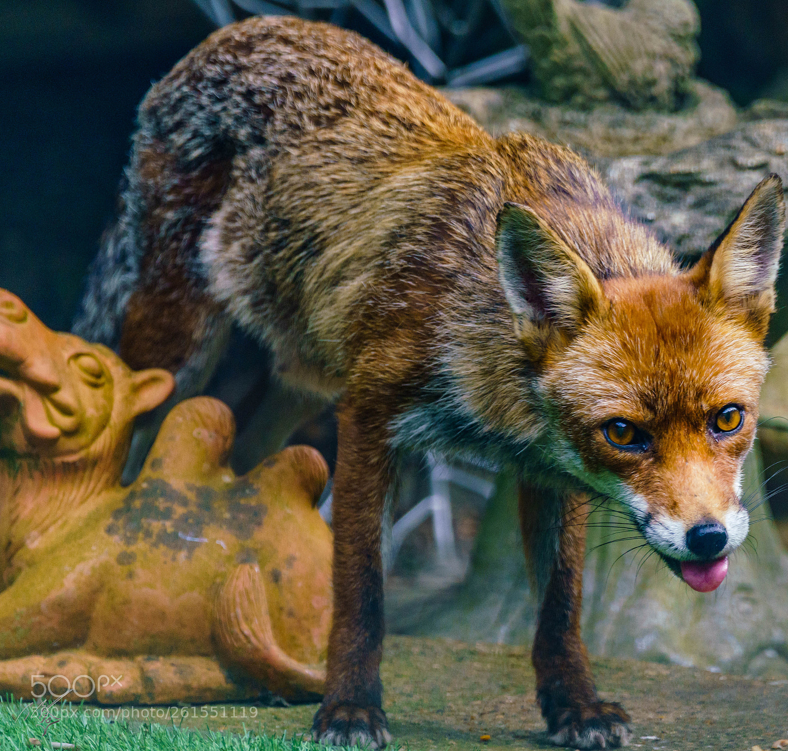 Sony a7R II sample photo. Foxes family photography