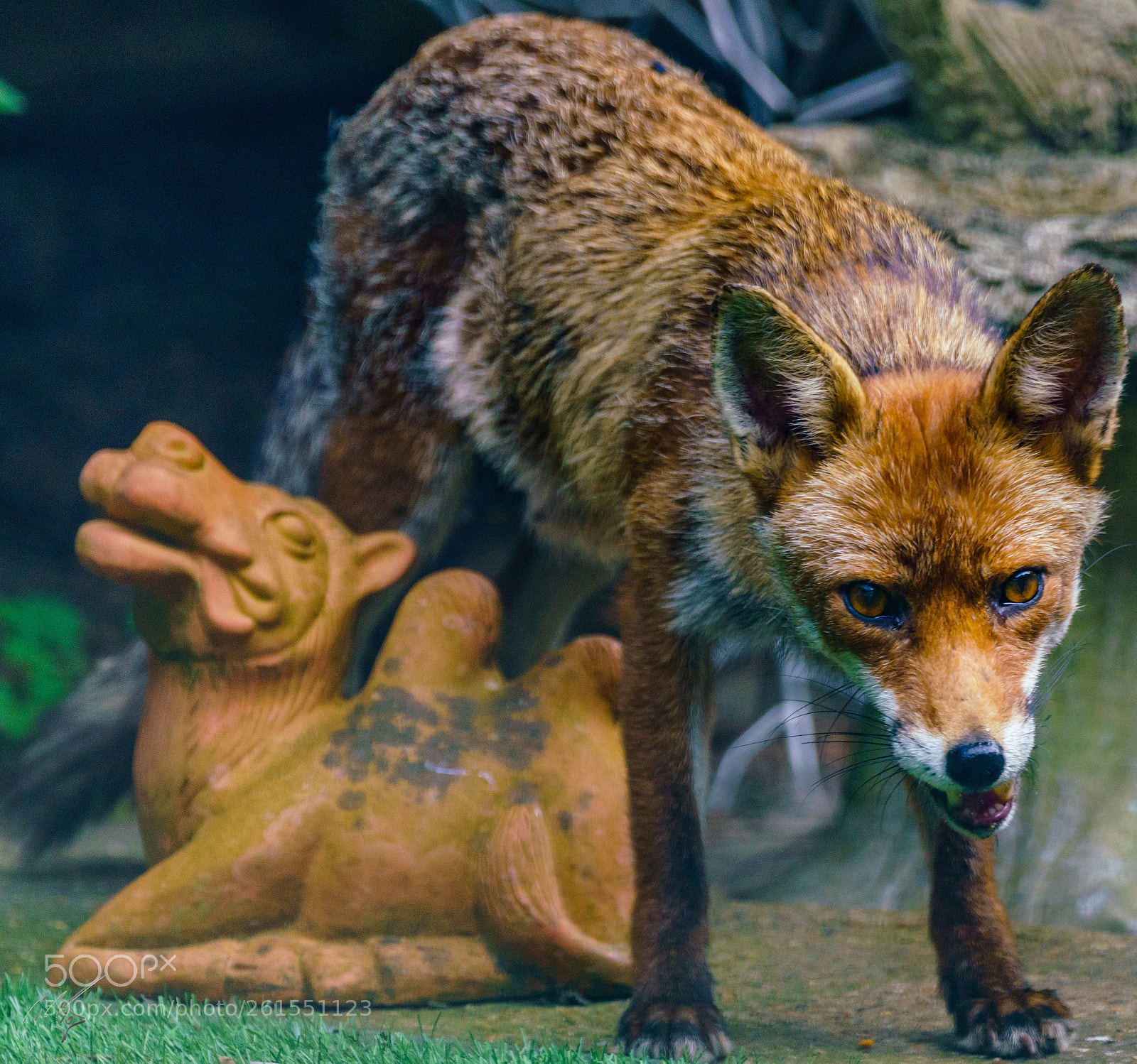 Sony a7R II sample photo. Foxes family photography