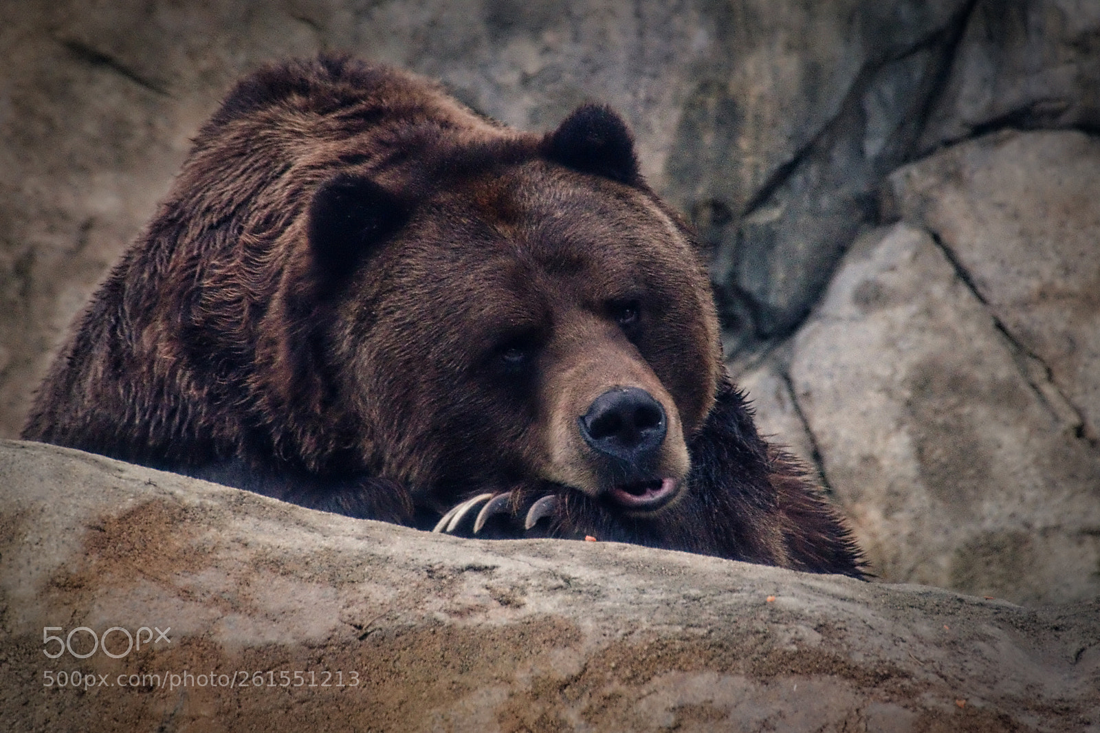 Nikon D7000 sample photo. Groggy grizzly photography