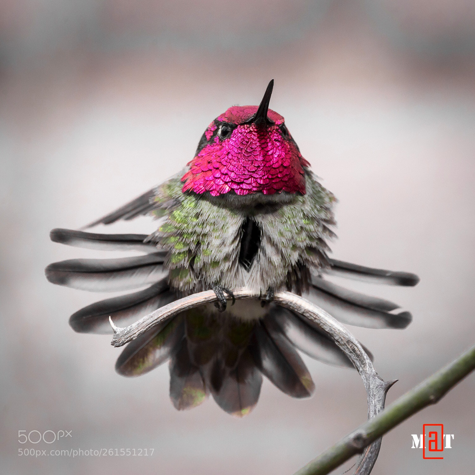 Sony a7R II sample photo. Stretching bird photography