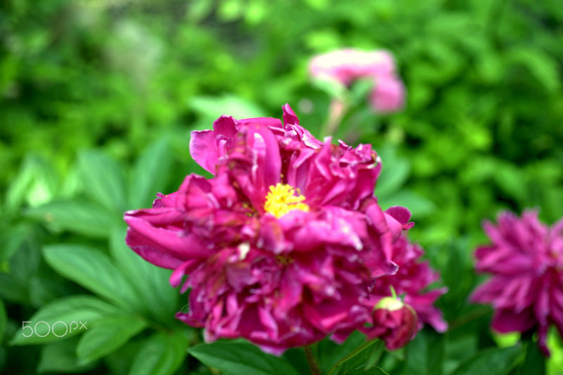 Canon EF 50mm F2.5 Macro sample photo. Spring time in new york photography