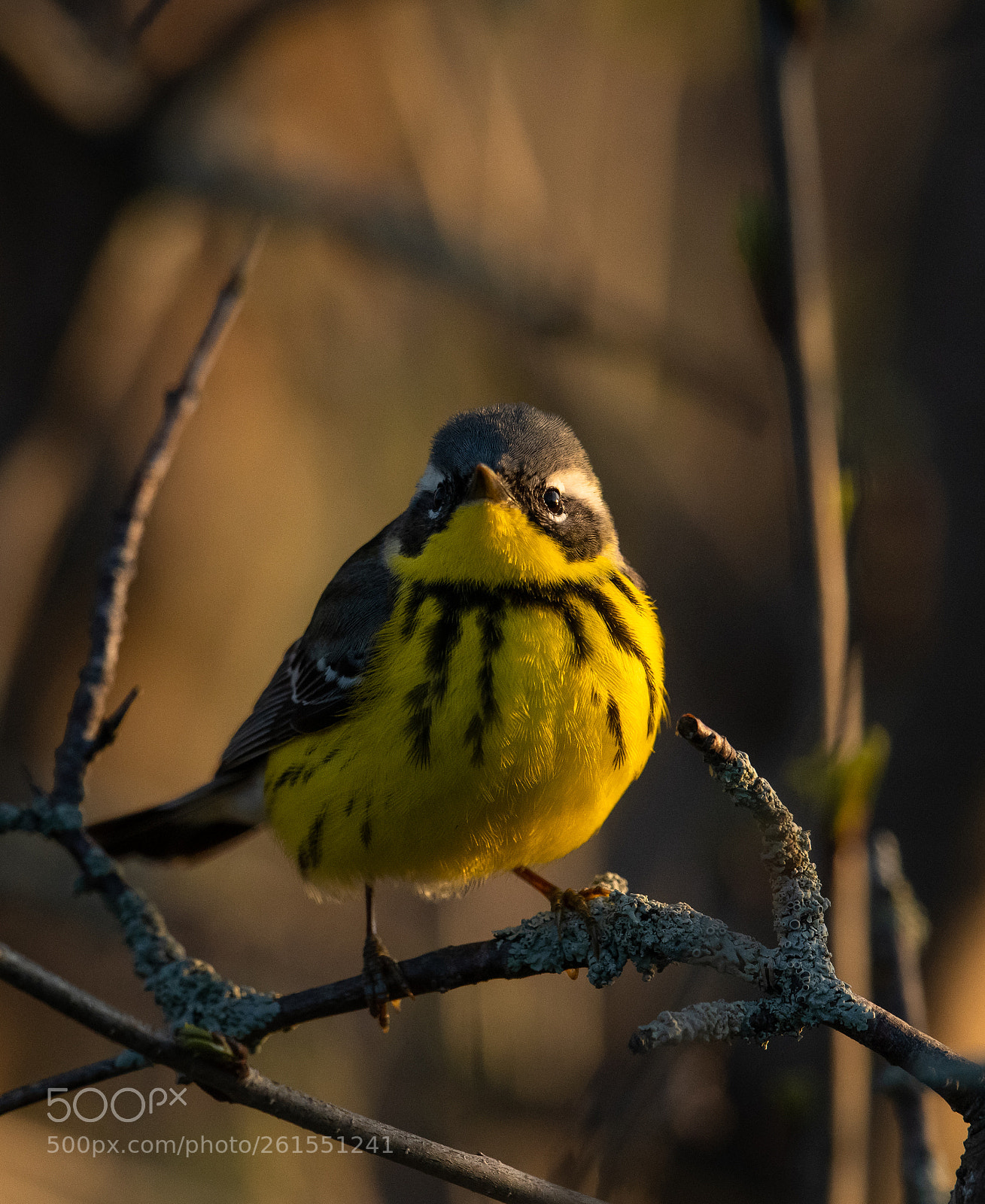 Nikon D850 sample photo. Magnolia warbler at sunset photography