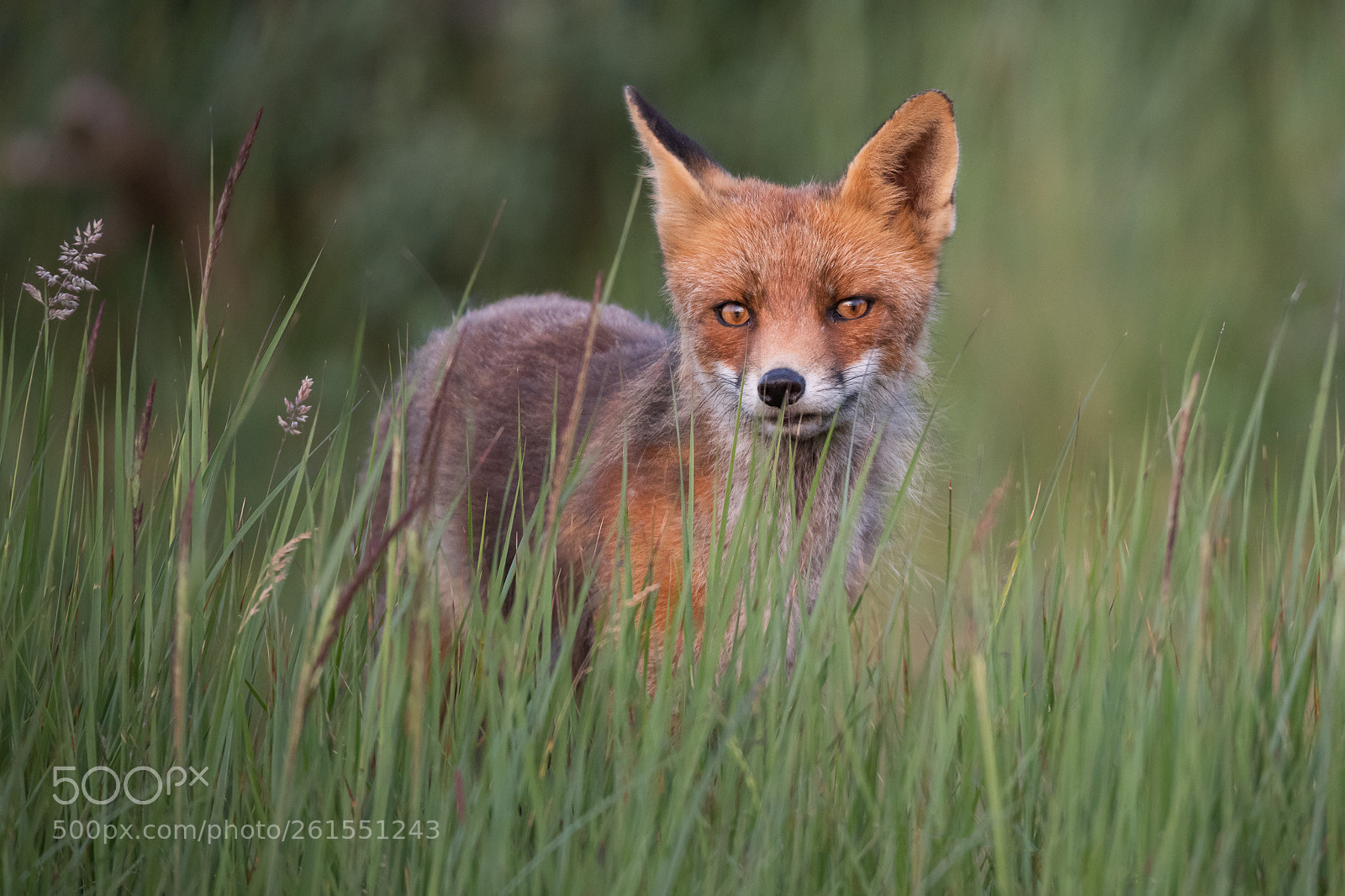 Nikon D810 sample photo. Eyes in the grass photography