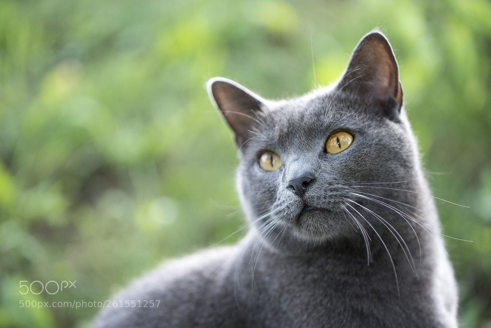 Nikon D750 sample photo. Chartreux cat portrait photography