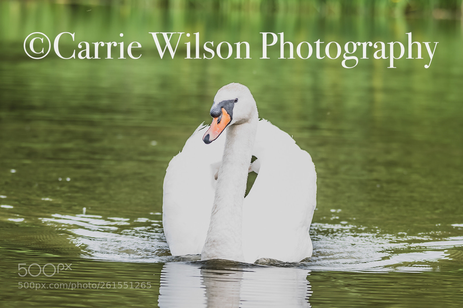 Nikon D750 sample photo. Leisurely swim time photography