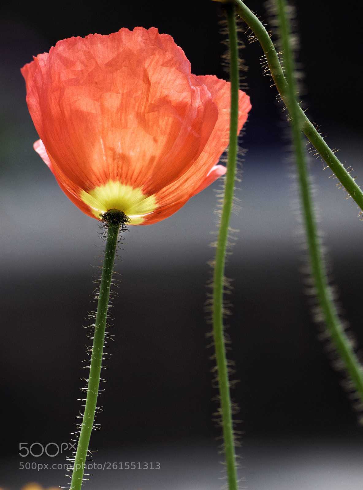 Nikon D3300 sample photo. Poppy photography